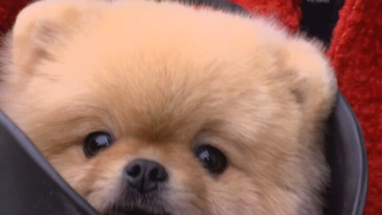 Çip uygulamasında son 2 gün