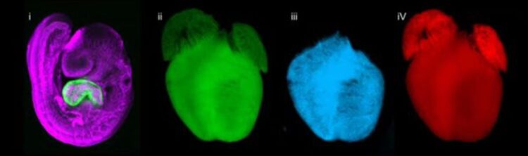 Çinli bilim insanlarından hücrelerarası etkileşimi aydınlatan yeni buluş