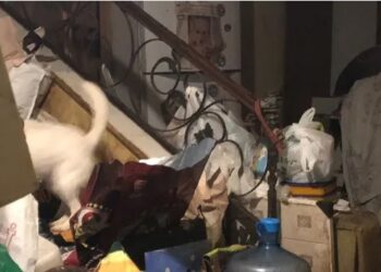 Marmaris’te bir evde çok sayıda hayvan ölüsü bulundu