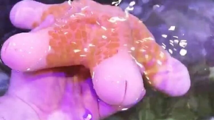 Denizden çıkan “şey” şaşkınlık yarattı