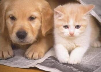 Evcil hayvanlara çip için son tarih hatırlatıldı, kaç hayvana çip takıldığı açıklandı