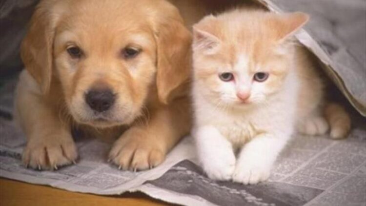 Evcil hayvanlara çip için son tarih hatırlatıldı, kaç hayvana çip takıldığı açıklandı