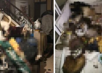 Evinde onlarca kedi ve köpek ölüsü bulunmuştu! Marmaris’teki vahşette yeni gelişme