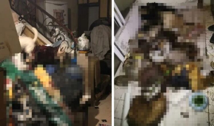 Evinde onlarca kedi ve köpek ölüsü bulunmuştu! Marmaris’teki vahşette yeni gelişme