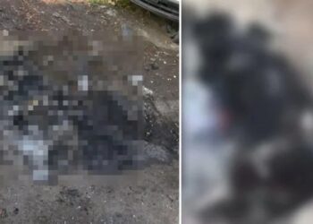 Zeytinburnu’nda vahşet: Köpeği yakarak öldürdüler