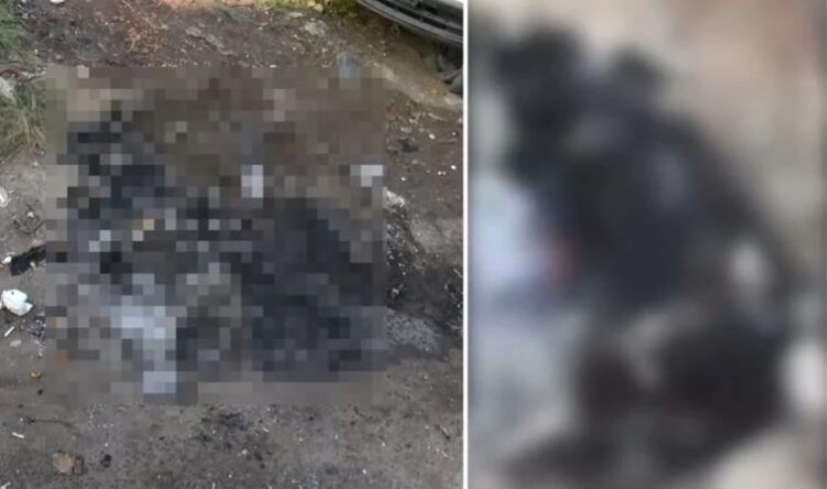 Zeytinburnu’nda vahşet: Köpeği yakarak öldürdüler