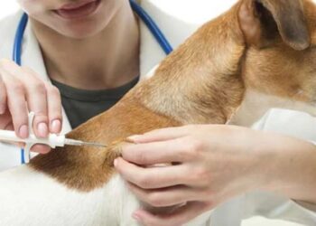 Evcil hayvanı olanlar dikkat! Son gün yaklaşıyor… Cezası belli oldu