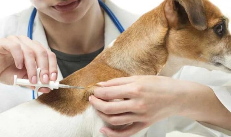 Evcil hayvanı olanlar dikkat! Son gün yaklaşıyor… Cezası belli oldu