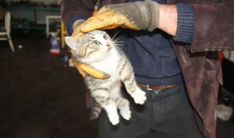 Kış aylarında üşüyen dostlarımız için dikkat!