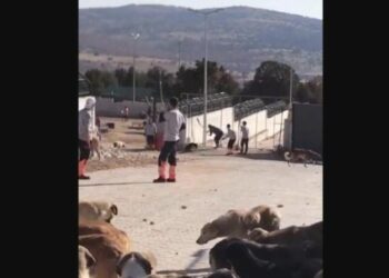 Konya barınağında hayvan ölümüne ilişkin istenen ceza belli oldu