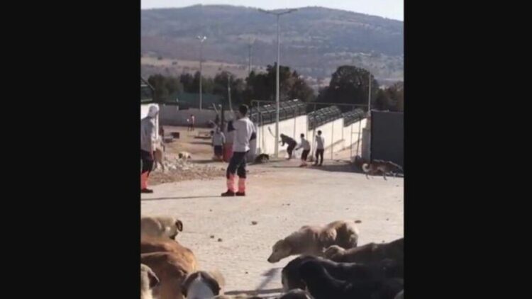 Konya barınağında hayvan ölümüne ilişkin istenen ceza belli oldu