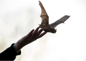 Yarasa tarafından ısırılan çocuk hayatını kaybetti