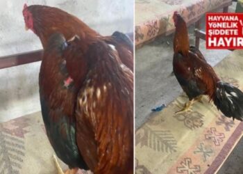 Hayvanları koruma derneğine ‘horoz dövüşü’ baskını