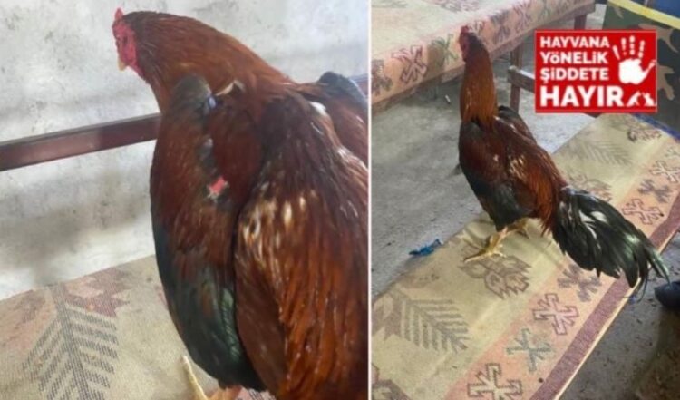 Hayvanları koruma derneğine ‘horoz dövüşü’ baskını