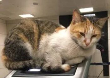 Patates’i öldürten şüpheliye hapis istemi