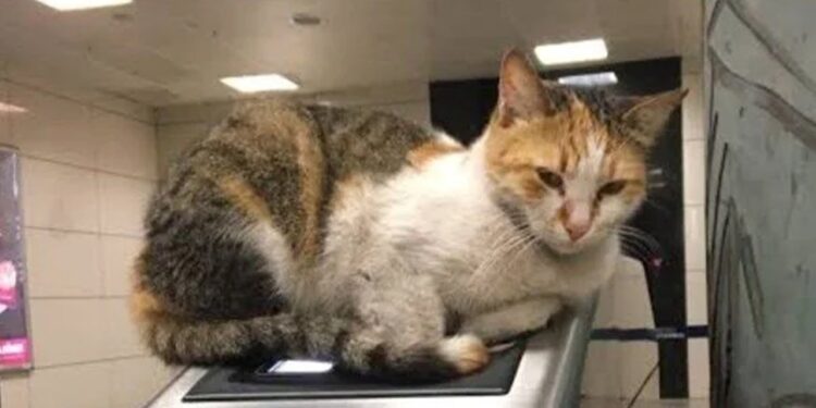 Patates’i öldürten şüpheliye hapis istemi