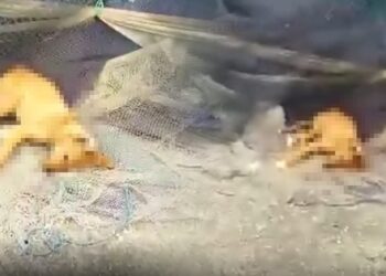 Sinop’ta köpek katliamı