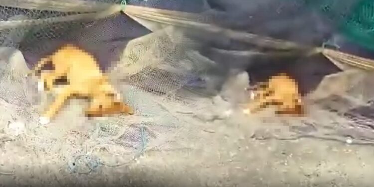 Sinop’ta köpek katliamı