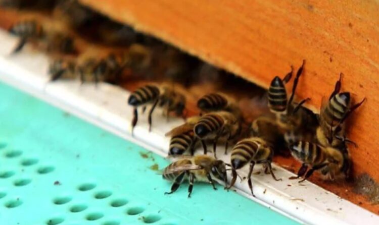 Kuraklık arıların dengesini değiştirdi: Kovanlarından çıktılar