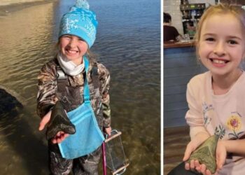 Sahilde Megalodon köpekbalığının dişini buldu