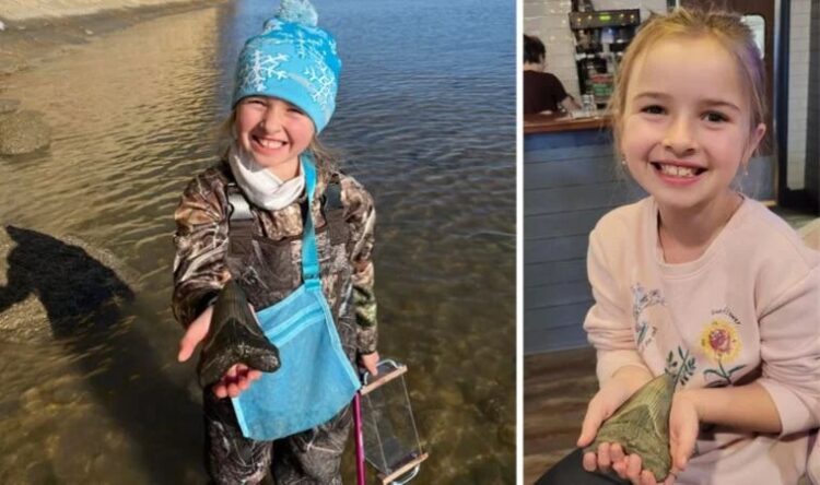 Sahilde Megalodon köpekbalığının dişini buldu