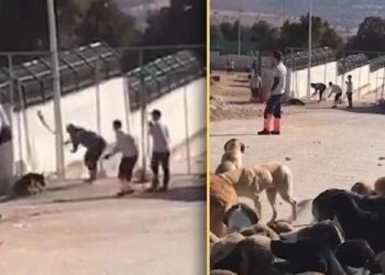 Kürekle köpek öldürmüşlerdi… Cezaları belli oldu