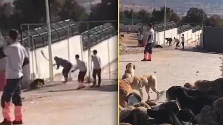 Kürekle köpek öldürmüşlerdi… Cezaları belli oldu