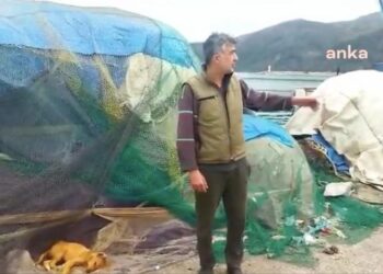 Sinop’taki limanlarda köpek ölüleri bulundu: ‘Çok acil yardım istiyoruz’