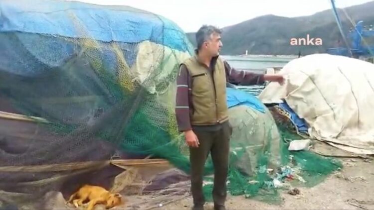 Sinop’taki limanlarda köpek ölüleri bulundu: ‘Çok acil yardım istiyoruz’