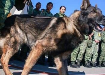 Meksika’dan gelen kurtarma köpeği Proteo yaşamını yitirdi