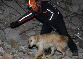 Arama kurtarma köpekleri nasıl eğitiliyor?