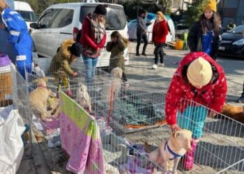 Enkazdan çıkarılan hayvanlar için sahra çadırı kuruldu