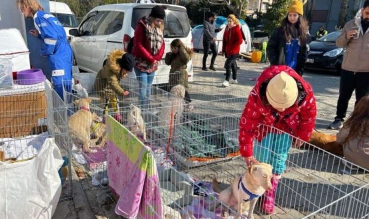 Enkazdan çıkarılan hayvanlar için sahra çadırı kuruldu