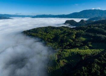 Çin’in Yunnan eyaletinden antik çay ağaçlarının korunmasıyla ilgili yeni düzenleme