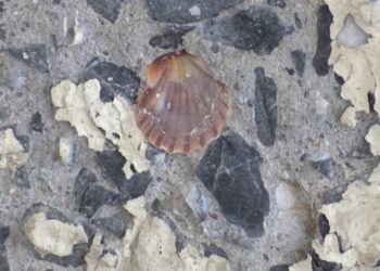Betonunda midye kabukları ortaya çıkan köprü tedirgin etti