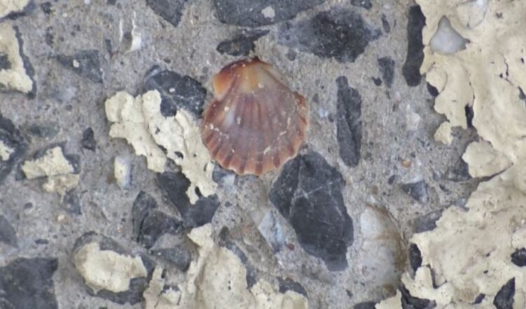 Betonunda midye kabukları ortaya çıkan köprü tedirgin etti