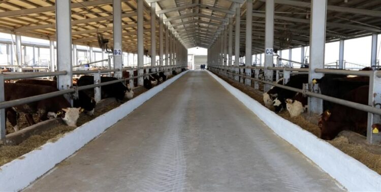 Tarım ve Orman Bakanı’ndan şap hastalığı açıklaması