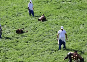 Yağlı güreşlerde VAR sistemi başlıyor