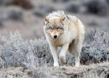 İşte insanları en çok öldüren hayvan türleri