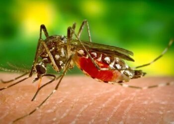 Sivrisinek ısırdı, fil hastalığına yakalandı