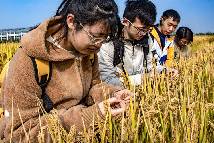 Xi’den Çin Tarım Üniversitesi öğrencilerinin mektubuna yanıt