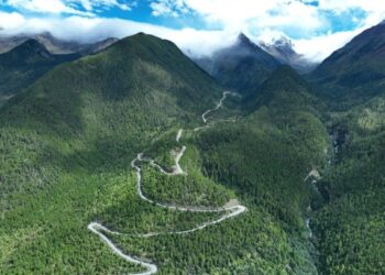 Tibet’te bulunan 102,3 metrelik ağaç Asya kıtasının en uzun ağacı oldu