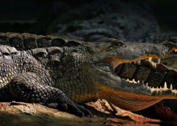 Kayıp balıkçının cesedi timsahın içinden çıktı