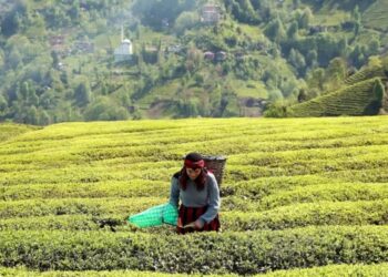 Erdoğan yaş çay alım fiyatını açıkladı