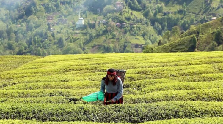 Erdoğan yaş çay alım fiyatını açıkladı