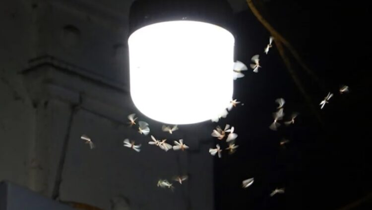 Böceklerin neden ışığa geldikleri belli oldu