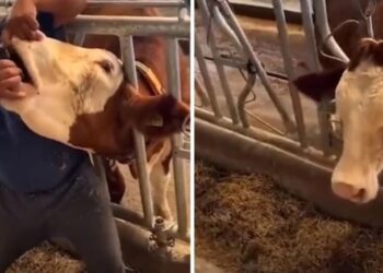 İneğe içki içiren çiftlik çalışanı hakkında karar verildi