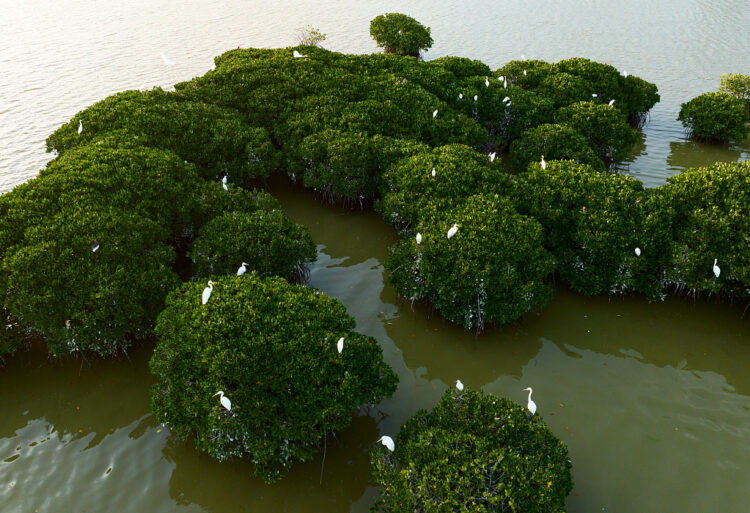 Xi’den “Güzel Çin” inşasını hızlandırma çağrısı