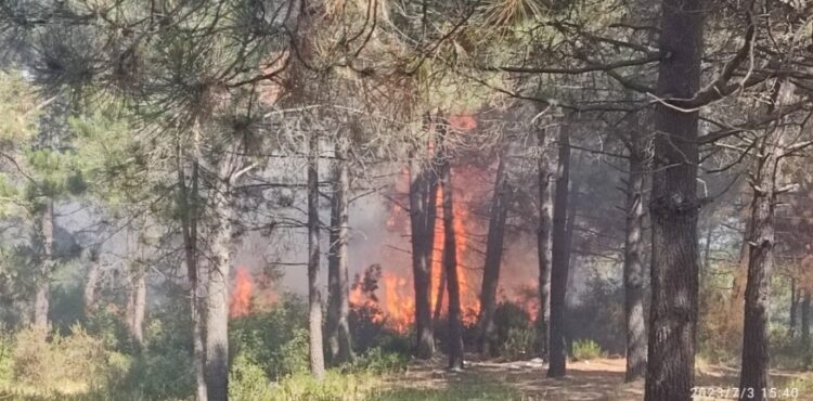 İstanbul’da korkutan orman yangını