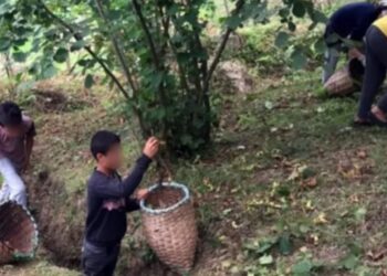 Fındık toplayan 11 yaşındaki çocuk işçi hayatını kaybetti